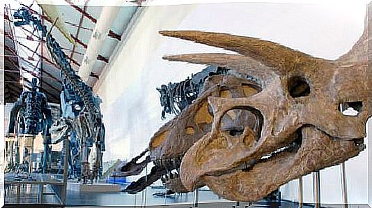 In the best museums for children in Madrid there is an exhibition of prehistoric animals.