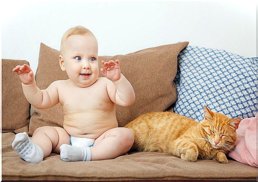 Before the baby arrives, you should allow the pet to explore the areas where the little one sleeps and change areas.